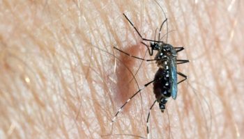 Casos de Dengue aumentan en Cartagena tras los aguaceros de los últimos días sin mortalidad