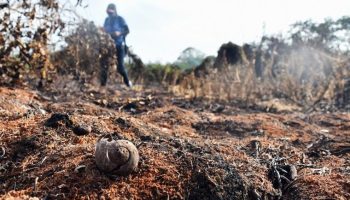 Cien años demorará recuperar el ecosistema natural de la Isla de Salamanca tras incendios