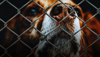 Aumentan casos de abuso a perros en Colombia: Fiscalía ha recibido 61 denuncias