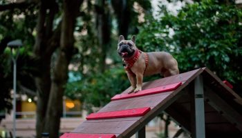 “Tat Pet Boutique” la tienda que le apuesta al crecimiento de la comunidad canina en Barranquilla