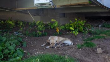 Indignación por casos de maltrato animal en Atlántico