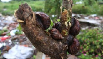 Alerta roja en Barranquilla por brote de gigantescos caracoles africanos