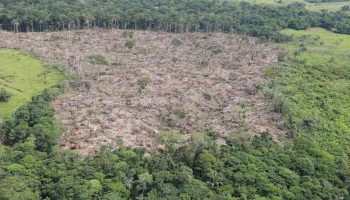 Reducción del 33% en la deforestación marca avance histórico en Colombia