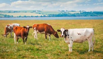 Por la temporada seca, los campesinos del Atlántico advierten disminución de leche y perdida de cultivos