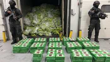 Insólita estrategia: camuflan 918 kilos de cocaína en unos cargamentos de plátano verde