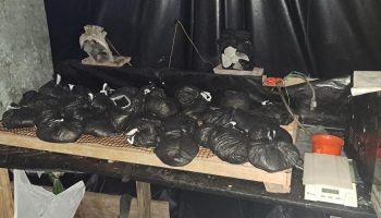 Duro golpe al ELN: Incautan 824 kilos de cocaína y desmantelan laboratorio en Río de Oro, Cesar