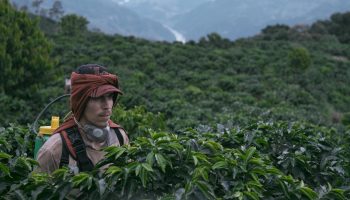 “La Roya” será la película colombiana que inaugura el FICCI 61