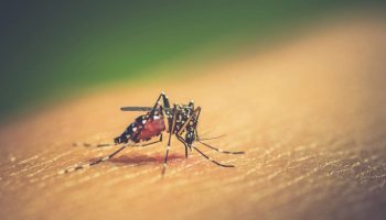¡Pilas con el dengue! Recomendaciones para protegerse de esta enfermedad