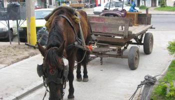 A partir del 16 de enero prohíben vehículos de tracción animal en Barranquilla